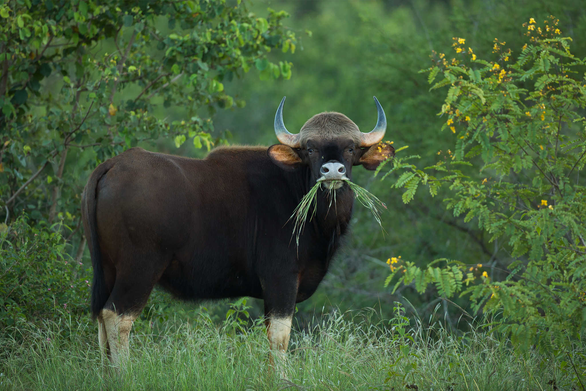 Indian Gaur grazing in Bannerghatta near Bangalore by wildlife photographer Phillip Ross