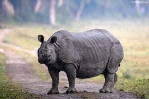 Kaziranga Wildlife Photography Tour for Adults